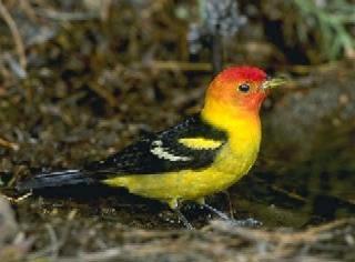 We were graced by a pair of Western Tanagers. (click this)